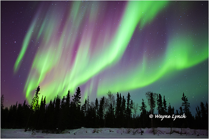 Aurora Borealis 51 by Dr. Wayne Lynch &copy;